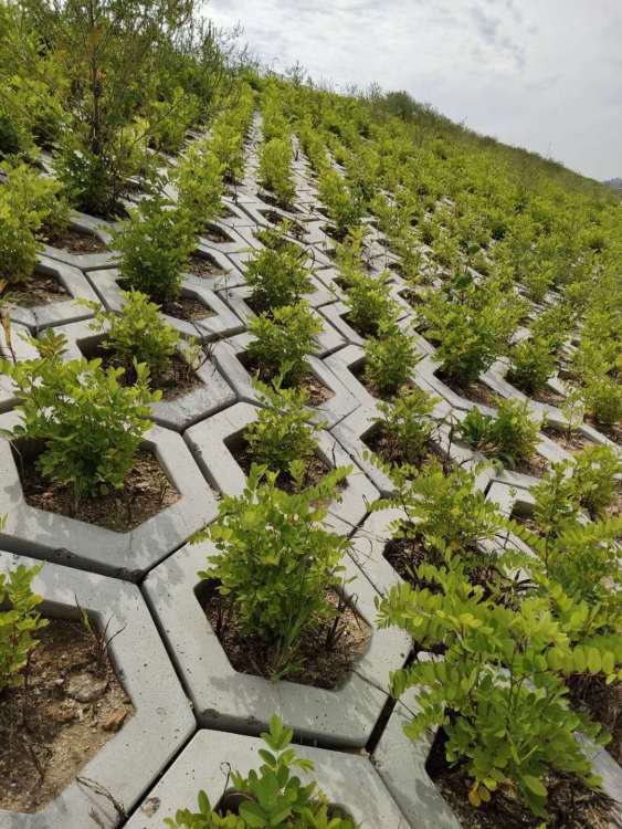白城高鐵綠化工程施工 構筑生態廊道，提升城市景觀